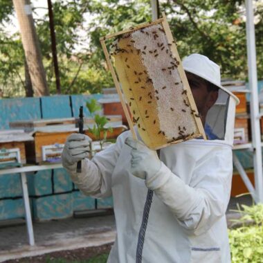 🐝 Arı Ürünlerini Tanıyalım