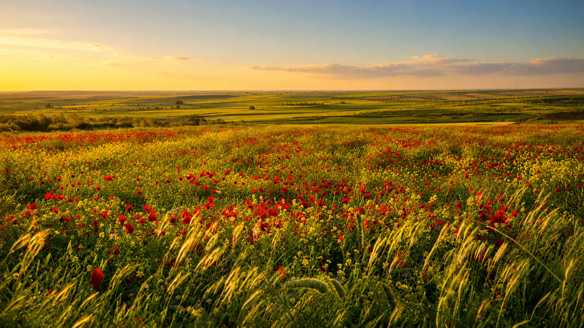 Arıvız gezginci flora rotası